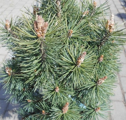 Сосна горная Колумбо